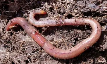 annelida