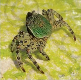 Arthropoda
