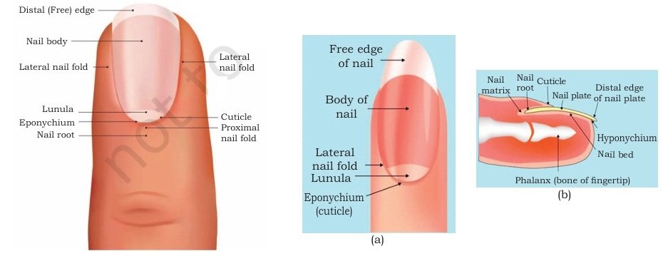 Assistant Beauty Therapist fig 5
