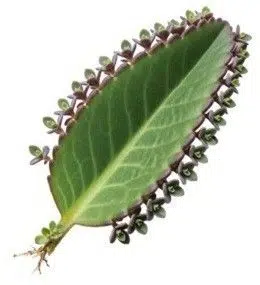 Bryophyllum leaf sprouts tiny plantlet 1