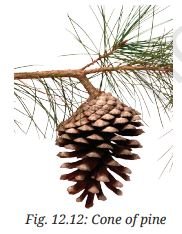 Cone of pine