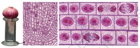 Different stages of cell division in onion root tip cells