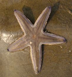Echinodermata