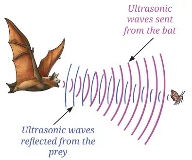 Echolocation
