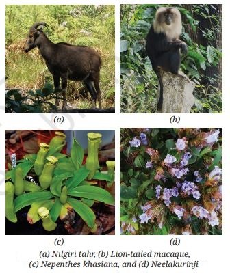 Endemic Species in india