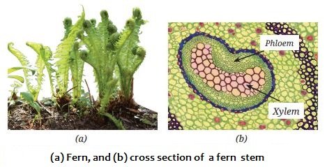 Fern and  cross section of a fern stem