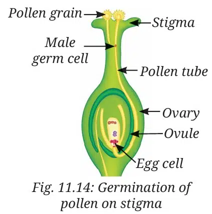 Germination of pollen on stigma