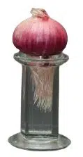 Growing roots of an onion in a jar containing water 1