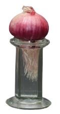 Growing roots of an onion in a jar containing water