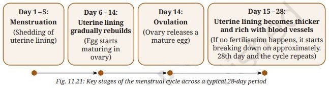 Key stages of the menstrual cycle across a typical 28-day period