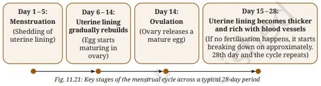 Key stages of the menstrual cycle across a typical 28-day period