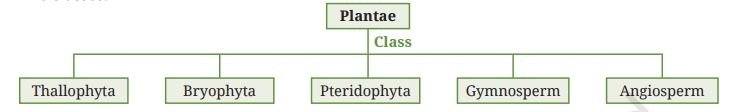Kingdom Plantae is divided into five classes