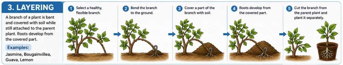 Layering vegetative propagation