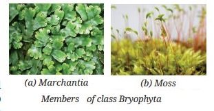 Members of class Bryophyta