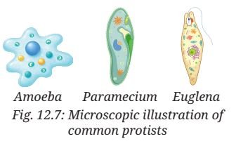 Microscopic illustration of common protists