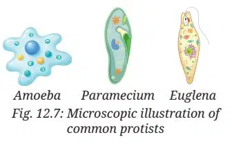 Microscopic illustration of common protists
