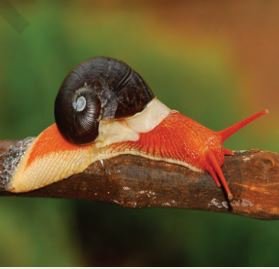 Mollusca