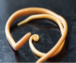 Nematoda