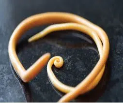 Nematoda