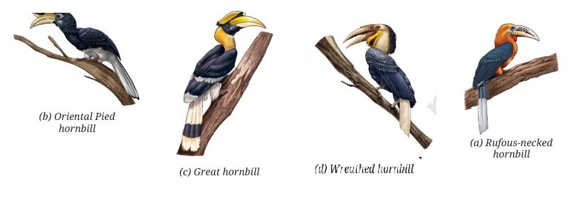Patterns in Life Diversity and Classification Class 9 MCQ fig 2