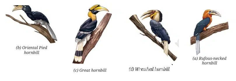 Patterns in Life Diversity and Classification Class 9 MCQ fig 2