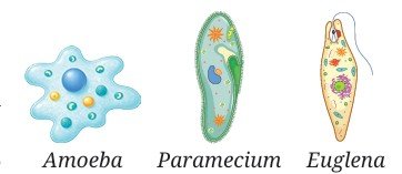 Patterns in Life Diversity and Classification Class 9 MCQ fig 4