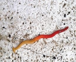 Platyhelminthes