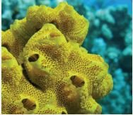 Porifera