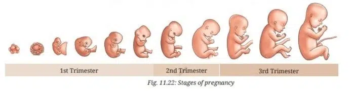Pregnancy in humans lasts about nine months and is divided into three stages called trimesters