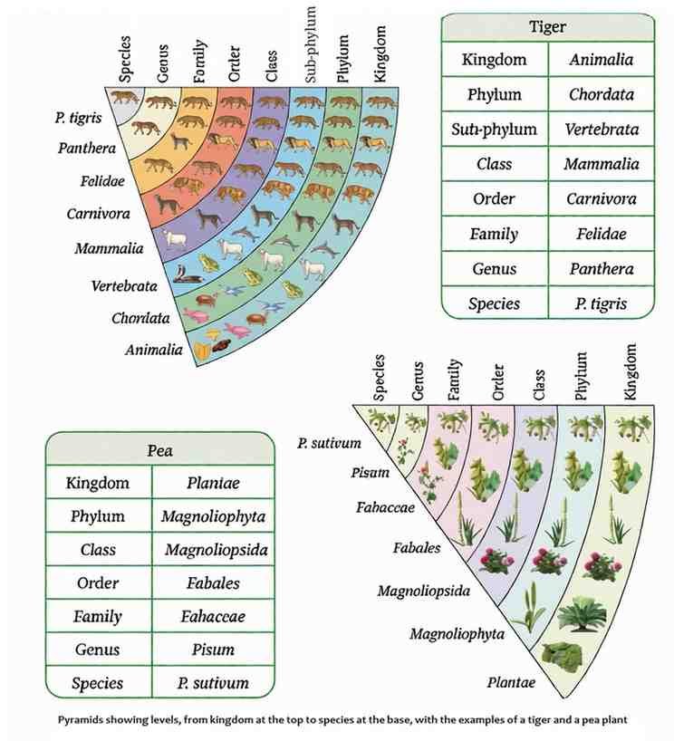Pyramids showing levels, from kingdom at the top to species at the base, with the examples of a tiger and a pea plant
