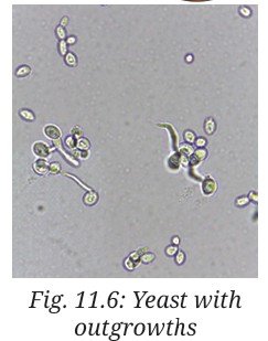 Reproduction How Life Continues Class 9 MCQ fig 1