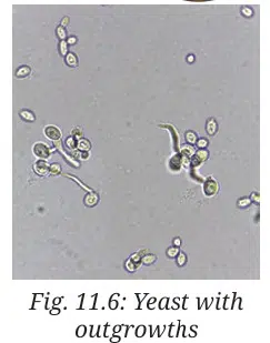Reproduction How Life Continues Class 9 MCQ fig 1
