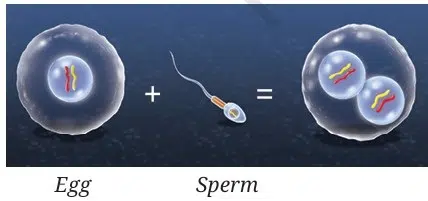 Reproduction How Life Continues Class 9 MCQ fig 12