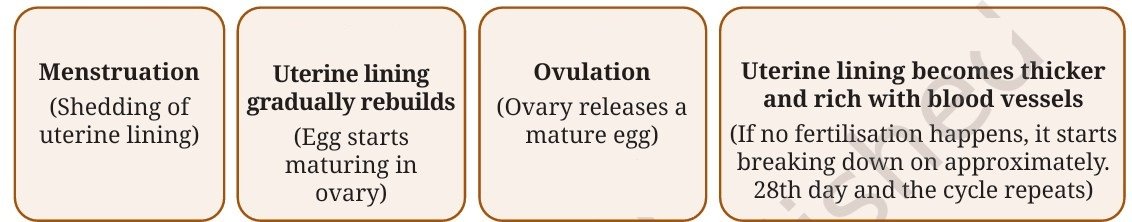 Reproduction How Life Continues Class 9 MCQ fig 13