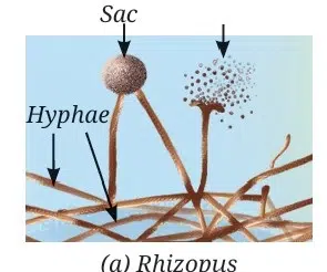 Reproduction How Life Continues Class 9 MCQ fig 4