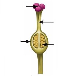 Reproduction How Life Continues Class 9 MCQ fig 6