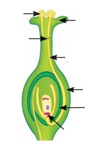 Reproduction How Life Continues Class 9 MCQ fig 8