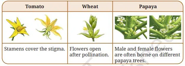 Reproduction How Life Continues fig 2