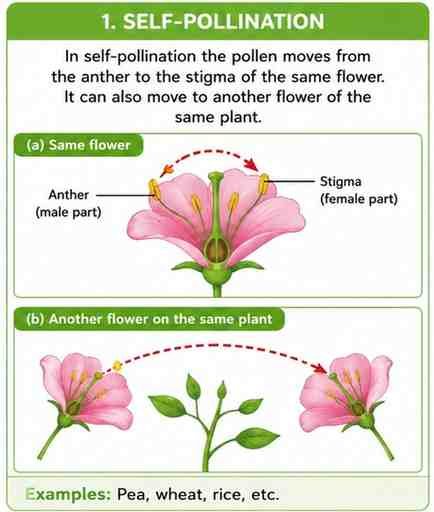 self Pollination