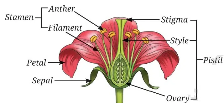 Sexual reproduction in flowering plants