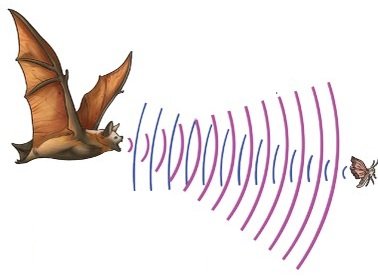 Sound Waves Characteristics and Applications Class 9 fig 13