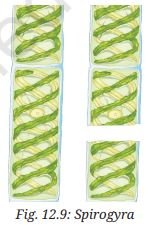 Spirogyra