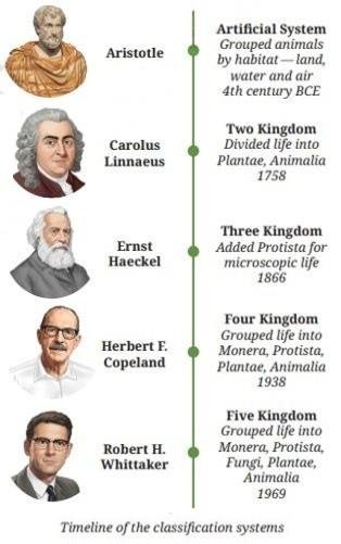 Timeline of the classification systems