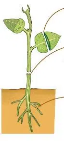 Tissues in Action fig 3 1