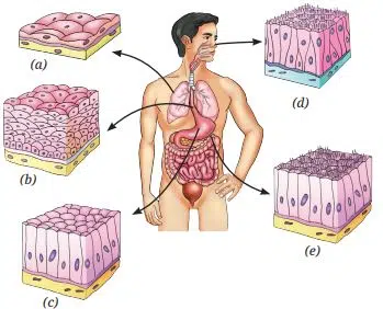 Tissues in Action fig 4