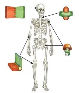 Tissues in Action fig 7