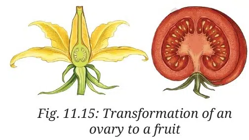 Transformation of an ovary to a fruit