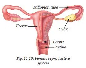 What are the parts of the female reproductive system