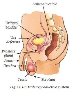 What are the different parts of sperm