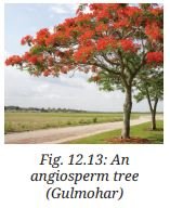 angiosperm tree